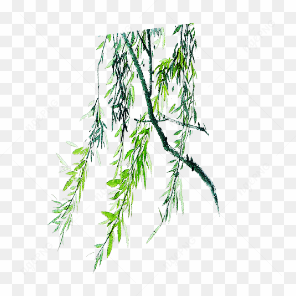 Beautiful Tree Branches