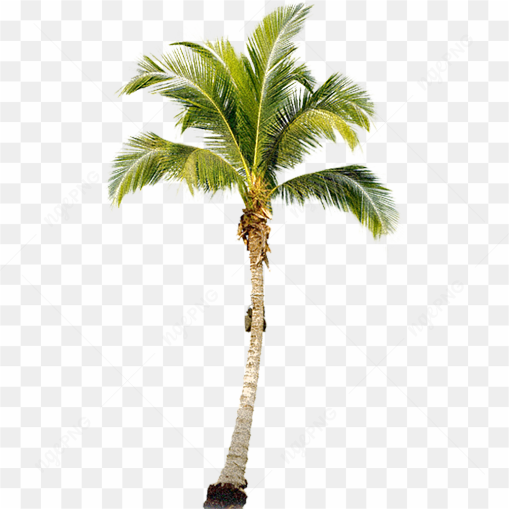 Beautiful Coconut Tree
