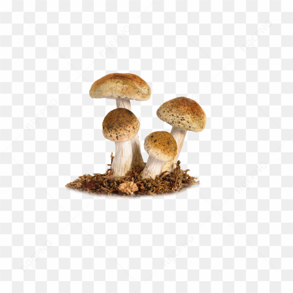 Beautiful Wild Mushrooms