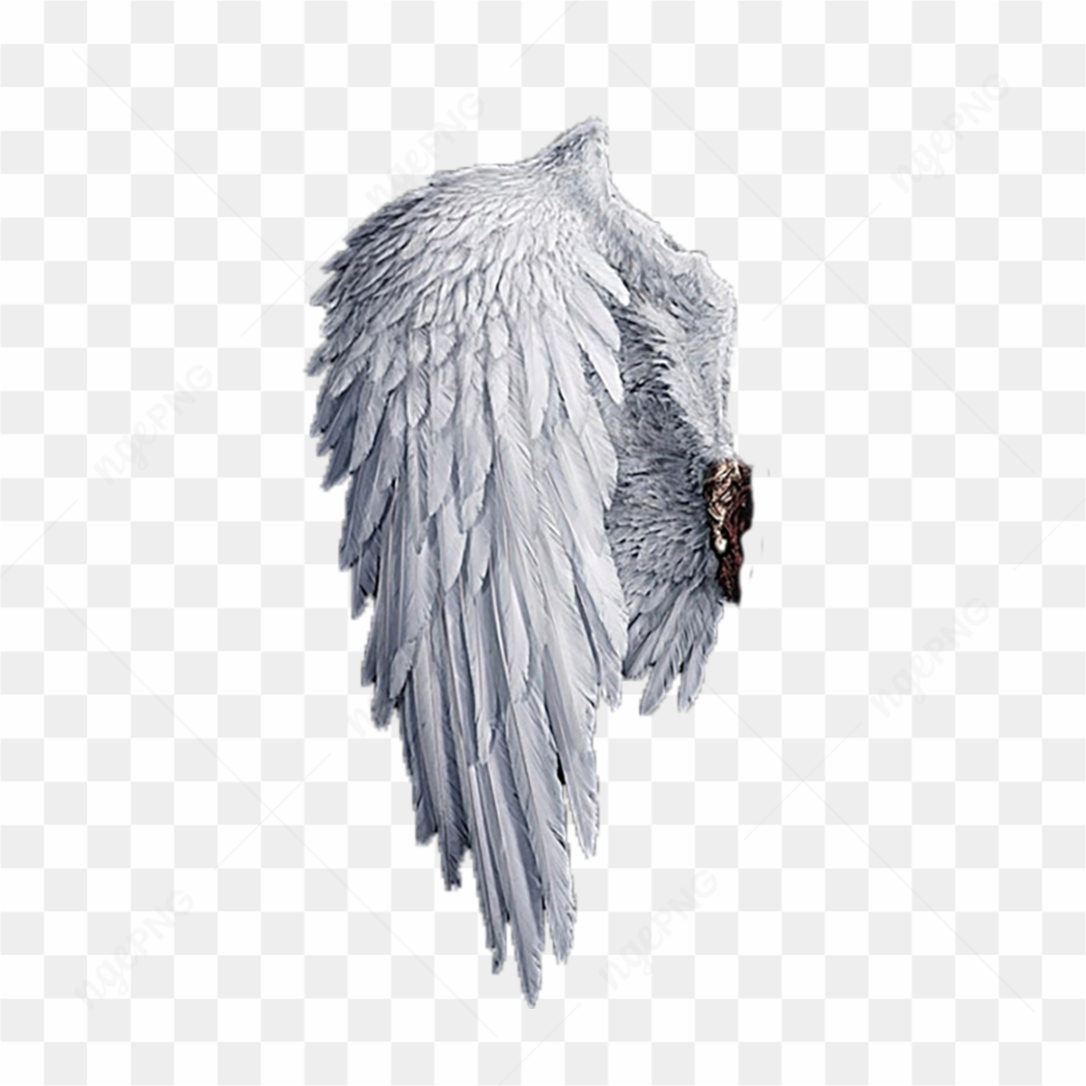 Beautiful Angel Wings