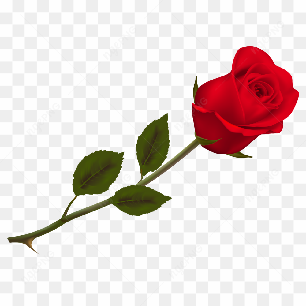 Beautiful red rose