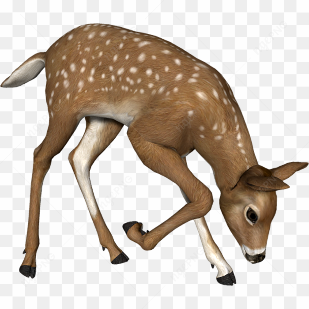 Young Deer Feeding on grass