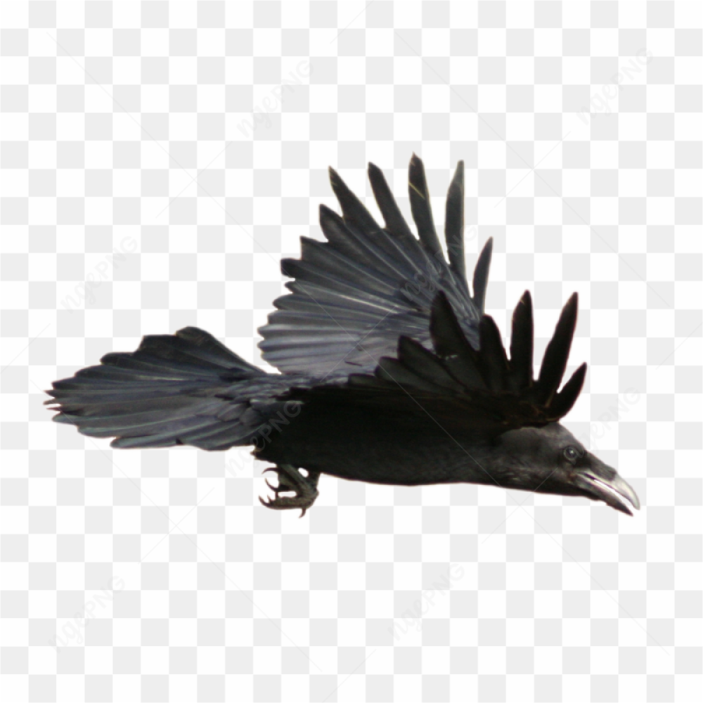 Black Bird Flying