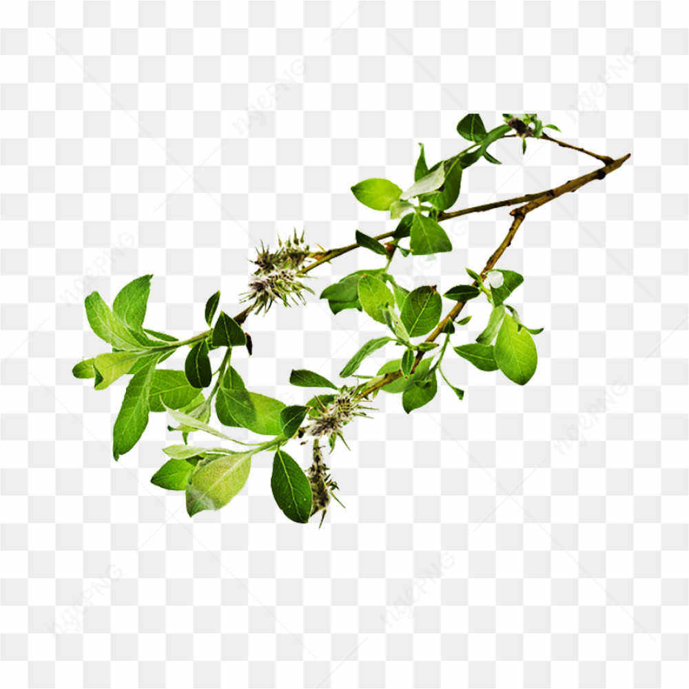 Wild Tree Branches