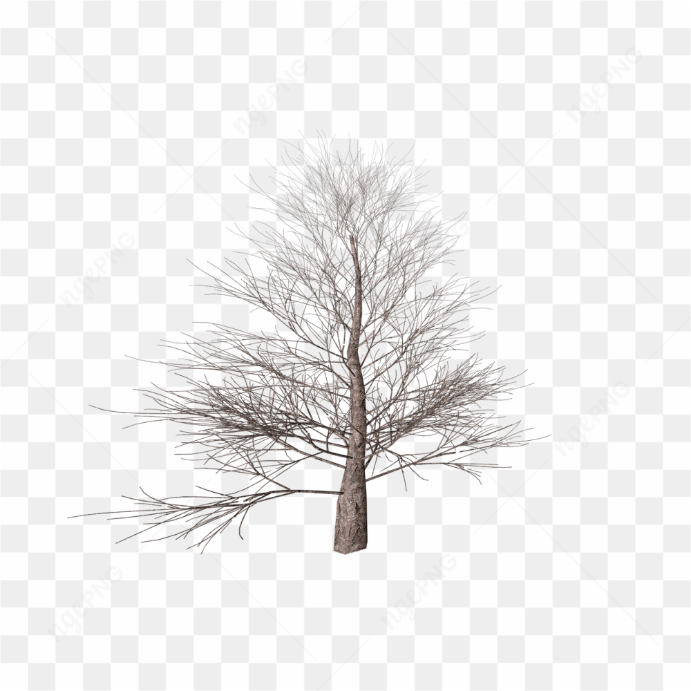 Dead tree with branches
