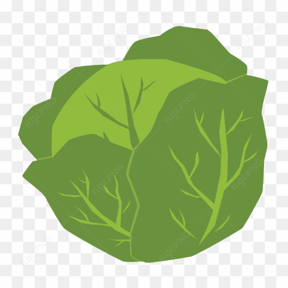 Vector Vegetable Cabbage Fruit Green 