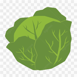Vector Vegetable Cabbage Fruit Green