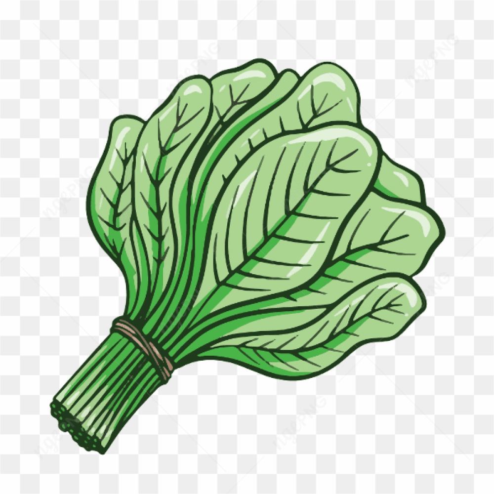 Vector Vegetable Spinach Soup Healthy Green Leaves