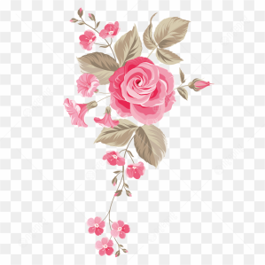 Garden Rose Centifolia Floral Art