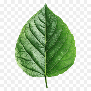 Green Leaf Element Design